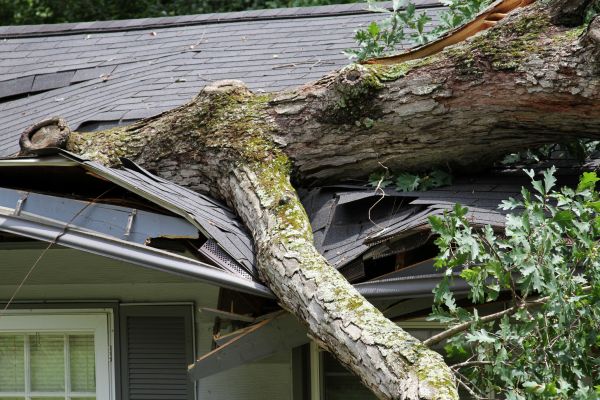 Storm Remediation in Westfield